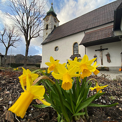 Narzissen als Frühlinsgbote